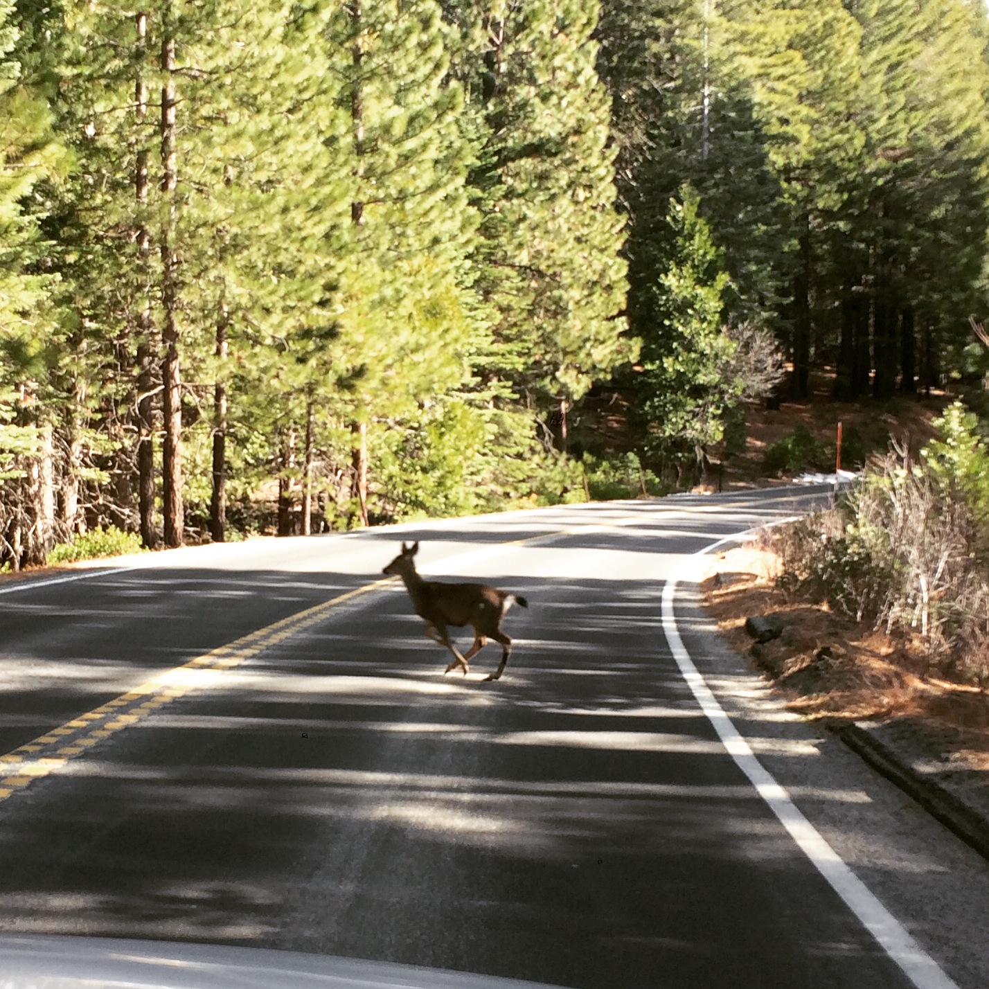 Deer family - driving in to Yosemite National Park