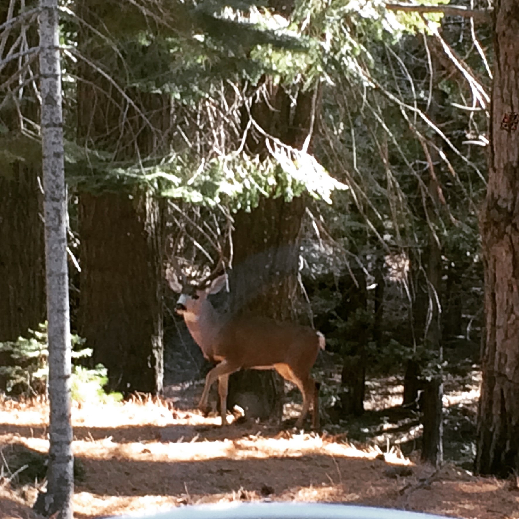 Deer family - driving in to Yosemite National Park