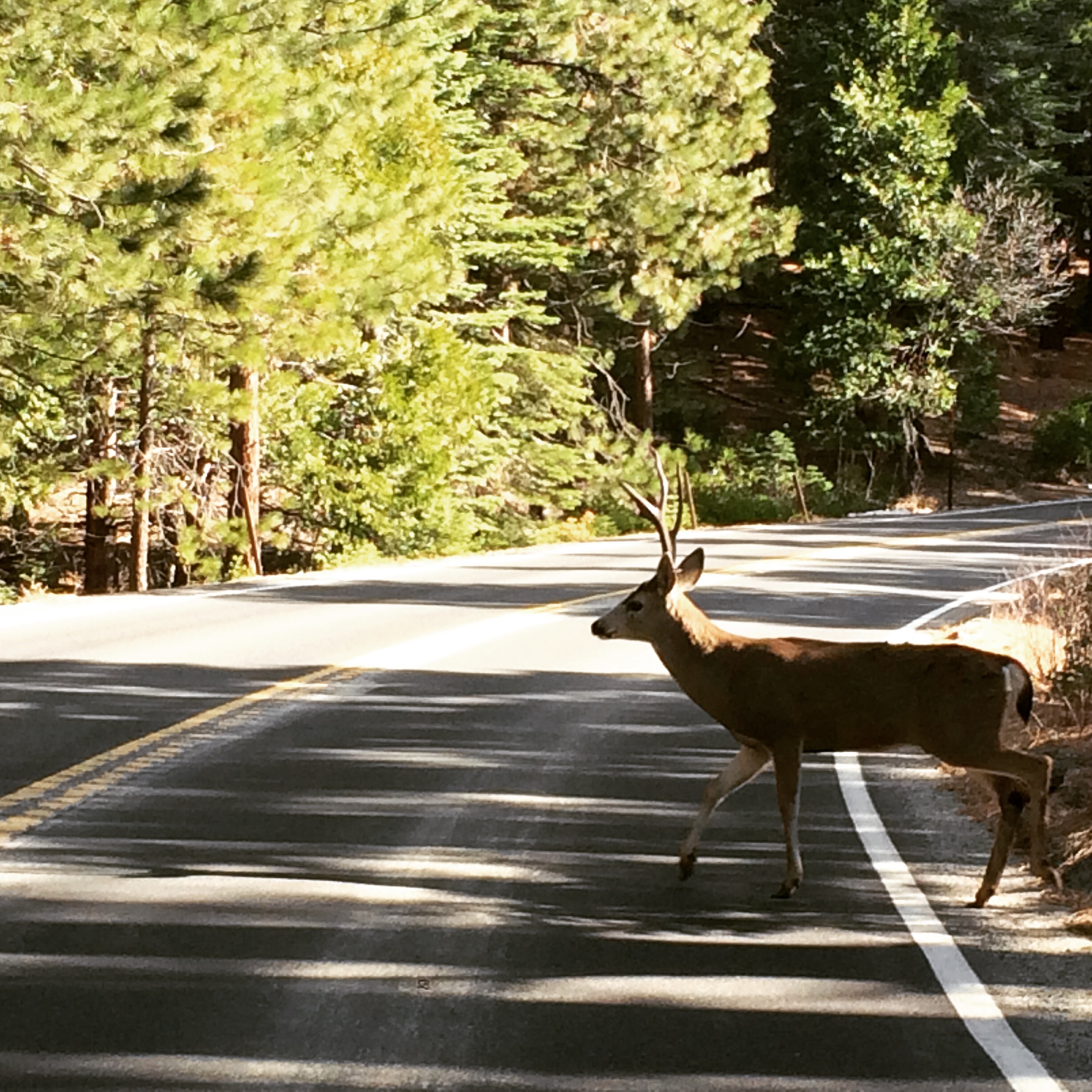 Deer family - driving in to Yosemite National Park