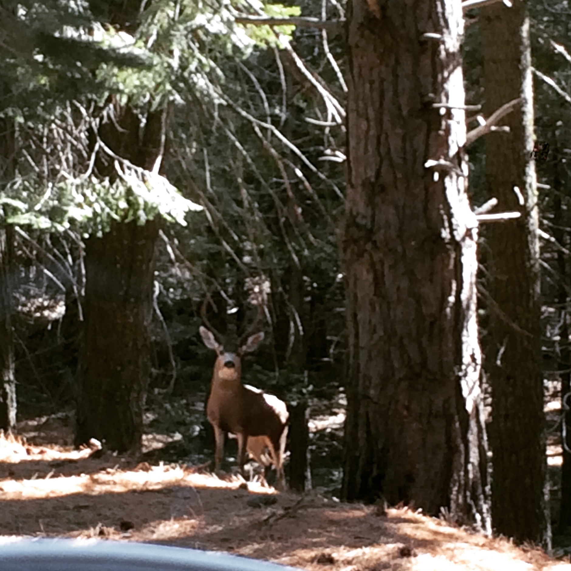 Deer family - driving in to Yosemite National Park