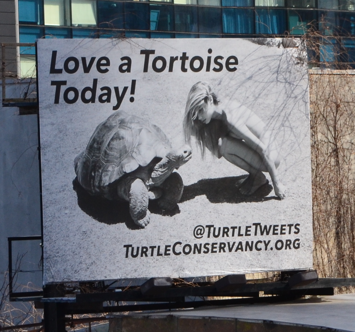 Love a Tortoise